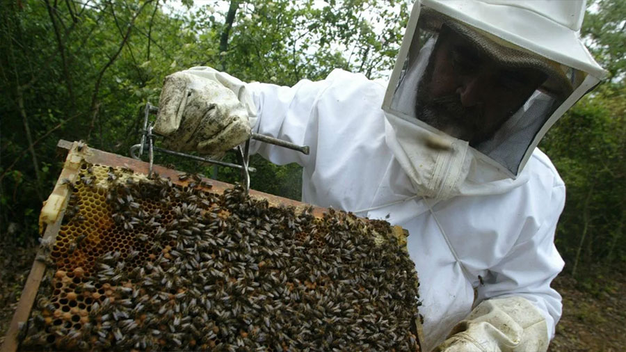 Apicultores de Miel Carlota México Arbol de Lipia