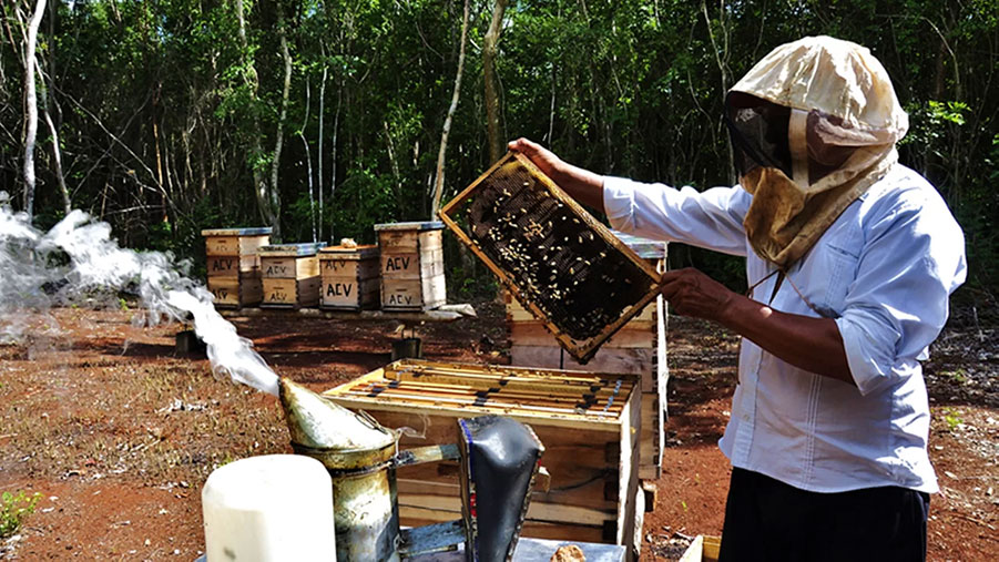 Apicultores de Miel Carlota en Campeche